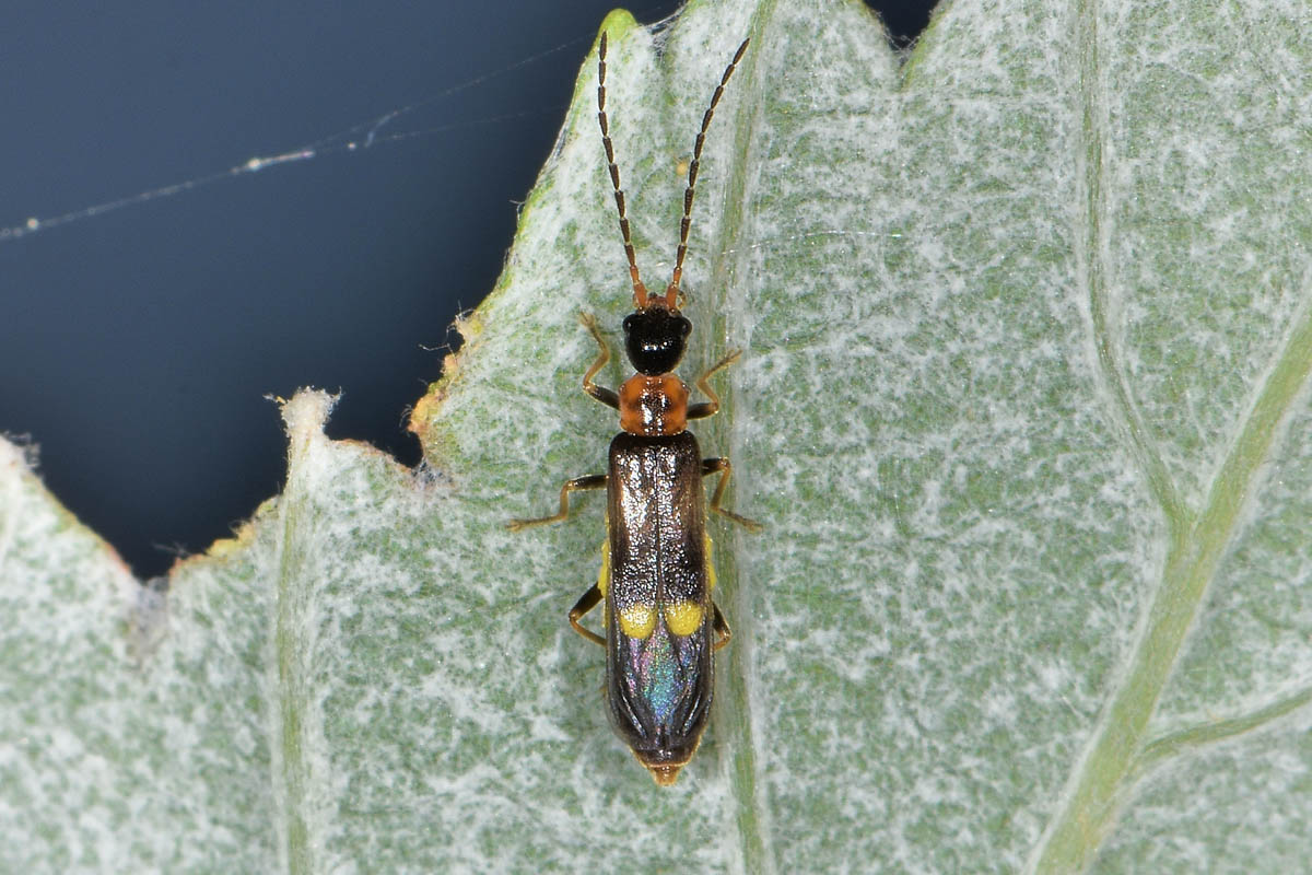 Cantharidae:  Malthodes sp?  S, Malthodes cfr. minimus